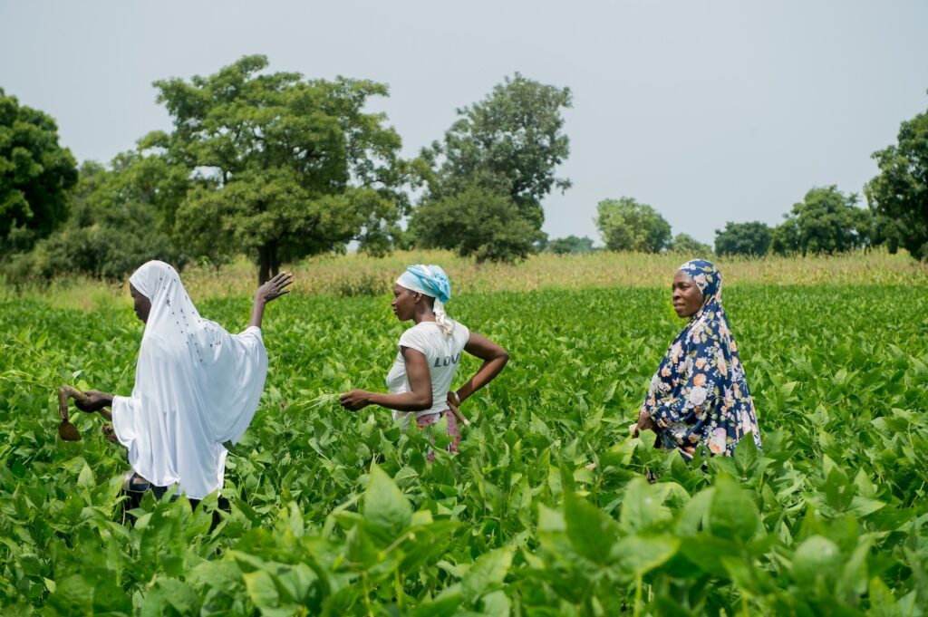 women cooperative members in a field of thriving crops in Burkina Faso